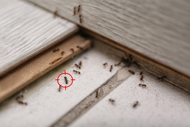 Best Mosquito Control Services  in Ahtanum, WA