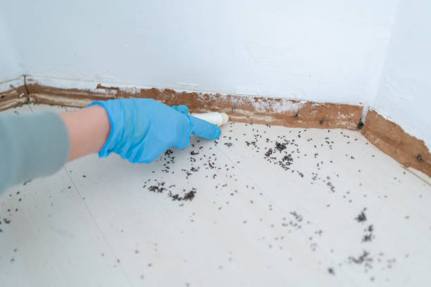Reliable Ahtanum, WA Pest Control Solutions